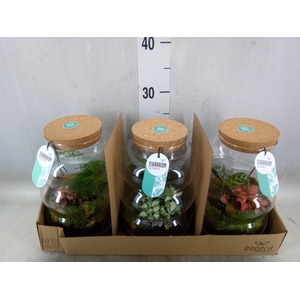 Arr.   Planten H%