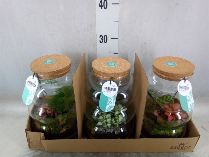 <h4>Arr.   Planten H%</h4>