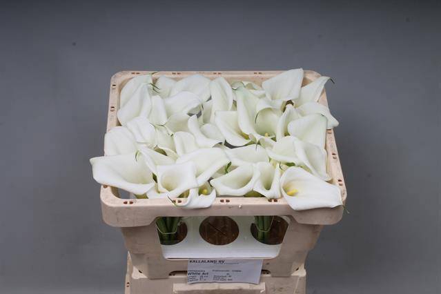 <h4>ZANT WHITE ART</h4>