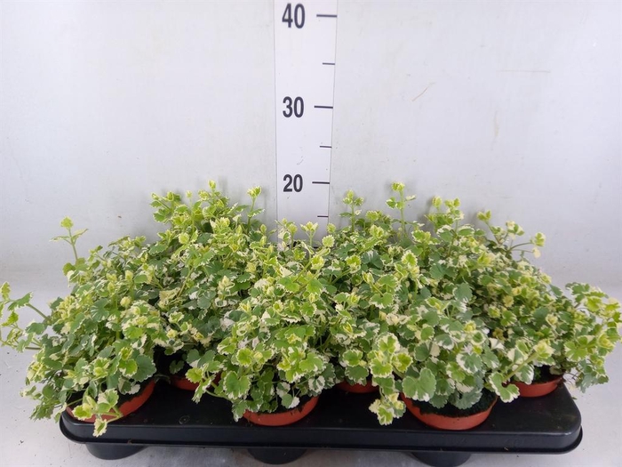 <h4>Nepeta   ...</h4>