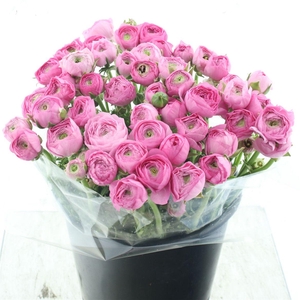 Ran El Sr Pink Super