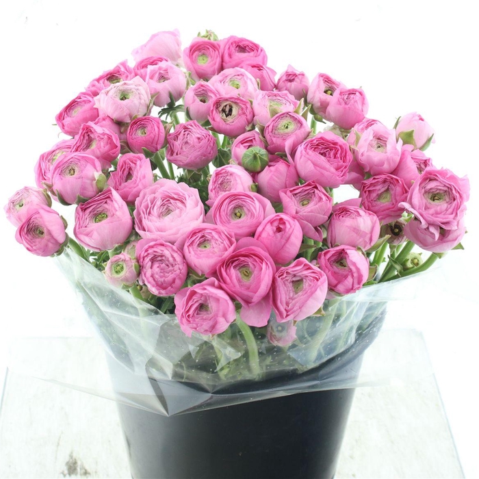 <h4>Ran El Sr Pink Super</h4>