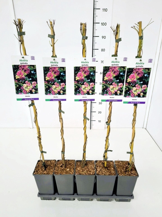 <h4>Akebia quinata</h4>