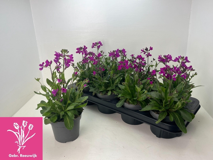 <h4>ARABIS BLEPH</h4>