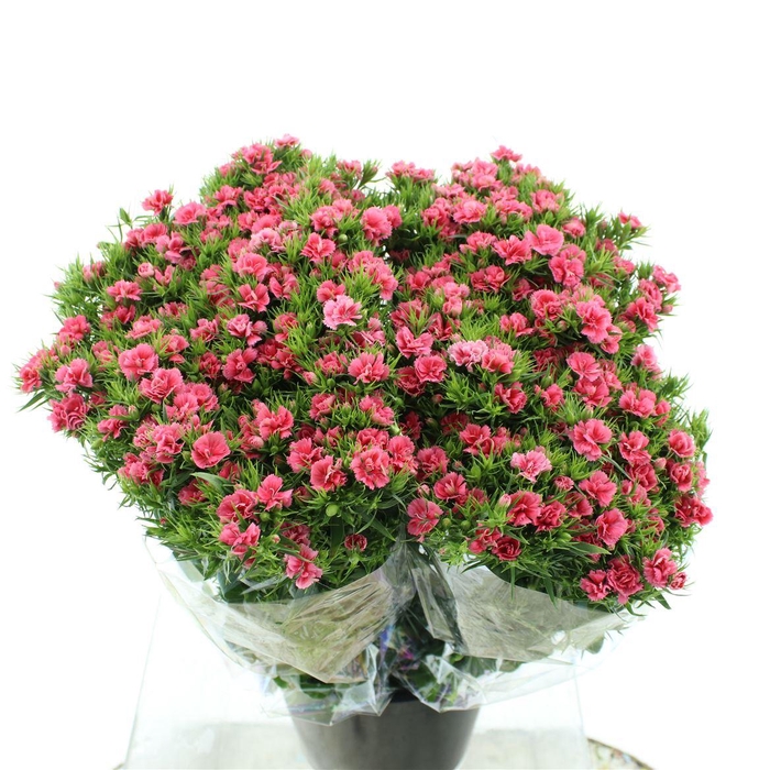 <h4>Di Barb Coral Pink Super</h4>