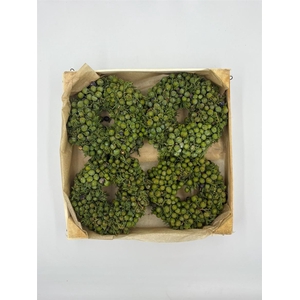 Wr Sierfruit Juniperus 12cm Green