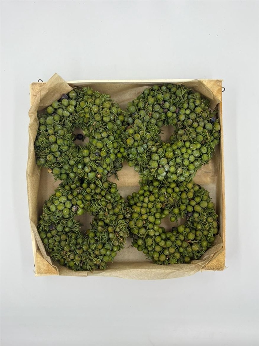 <h4>Wr Sierfruit Juniperus 12cm Green</h4>