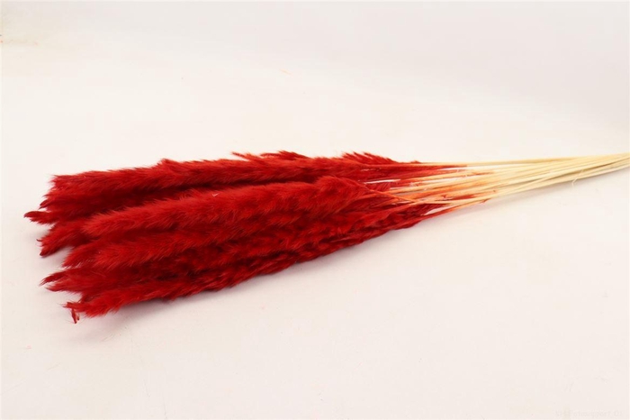 <h4>Dried Fluffy Pampas Red Bunch</h4>