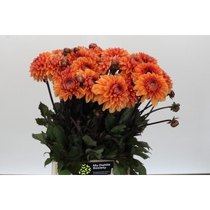 Dahlia Love Of My Life