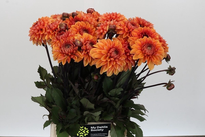 <h4>Dahlia Love Of My Life</h4>