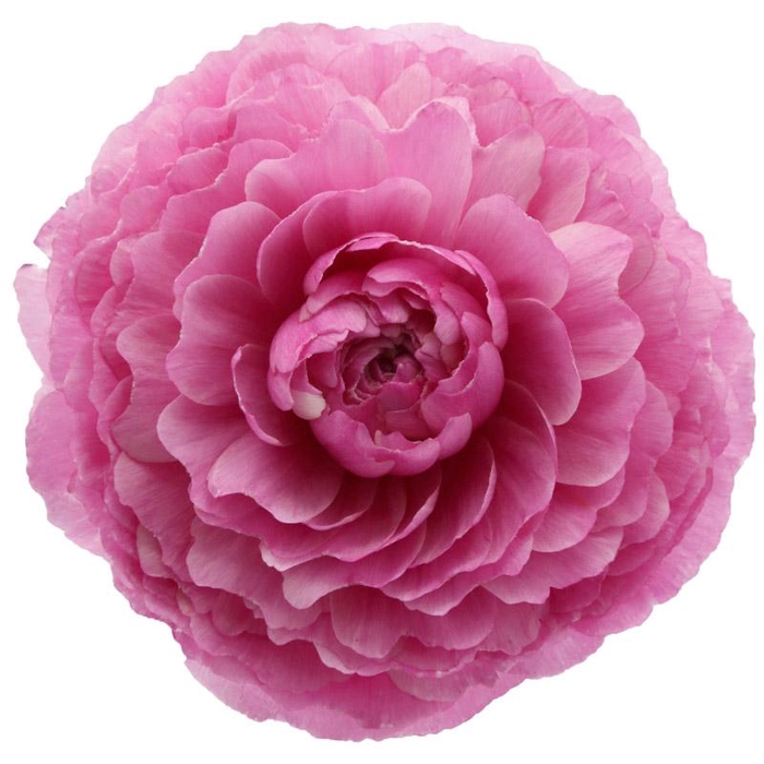 Ranunculus Clooney Bolero Extra