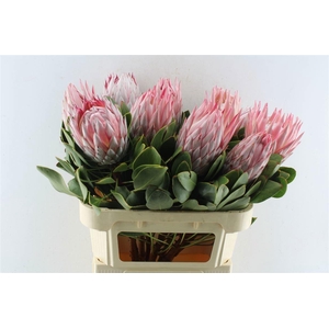 PROTEA CYNAROIDES