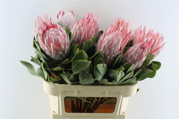 <h4>PROTEA CYNAROIDES</h4>
