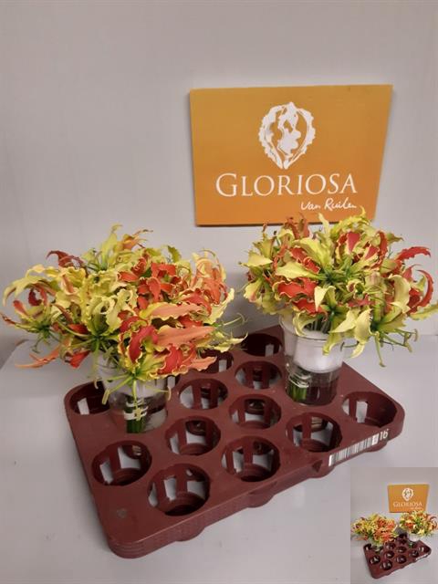 GLORIOSA GEM