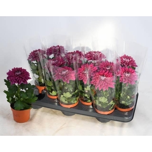 CHRYS SUPNOVA PURPLE