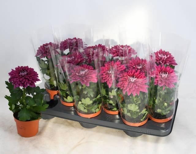 <h4>CHRYS SUPNOVA PURPLE</h4>