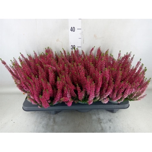 Calluna vulg. 'Beauty L Sylke'