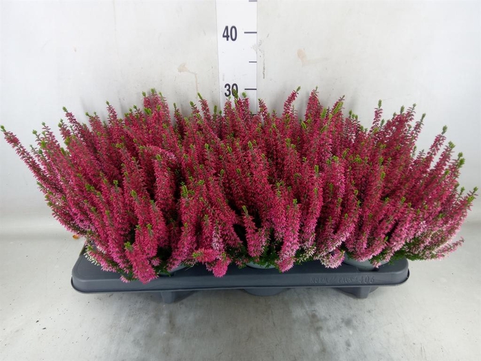 <h4>Calluna vulg. 'Beauty L Sylke'</h4>