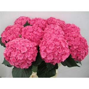 Hydr M Royal Anastasia Rs