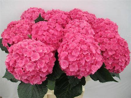 <h4>Hydr M Royal Anastasia Rs</h4>