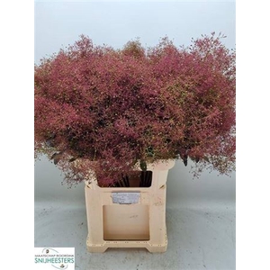 Cotinus C Mag Red Fountain