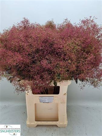 <h4>Cotinus C Mag Red Fountain</h4>