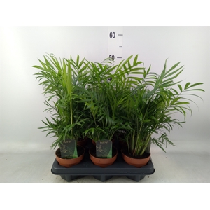 Chamaedorea elegans