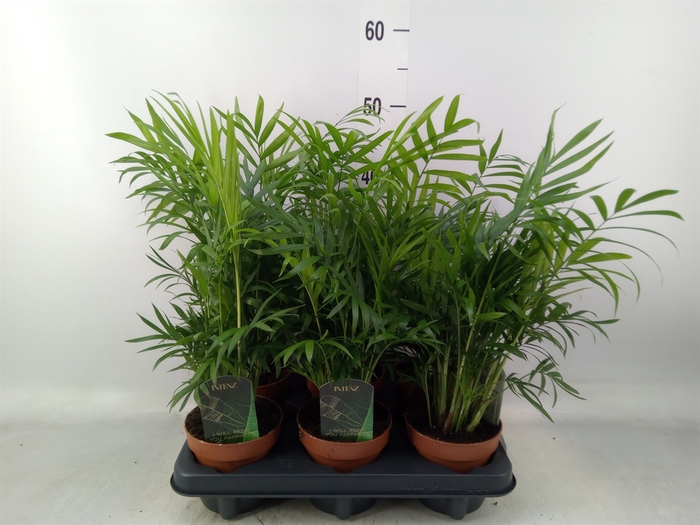 <h4>Chamaedorea elegans</h4>