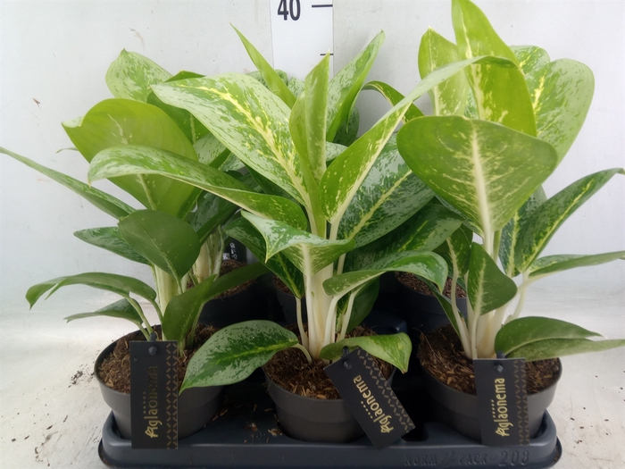 <h4>Aglaonema  'Lemon Mint'</h4>