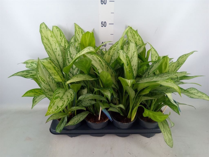 <h4>Aglaonema comm. 'Silver Queen'</h4>