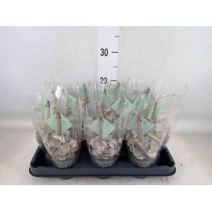 Ceropegia woodii 'Variegata'