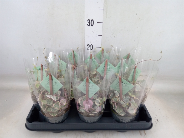 <h4>Ceropegia woodii 'Variegata'</h4>