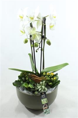 <h4>6502 KER GREEN PHAL XL</h4>