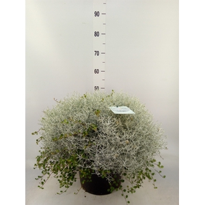 Leucophyta brownii 'Silvercalos'