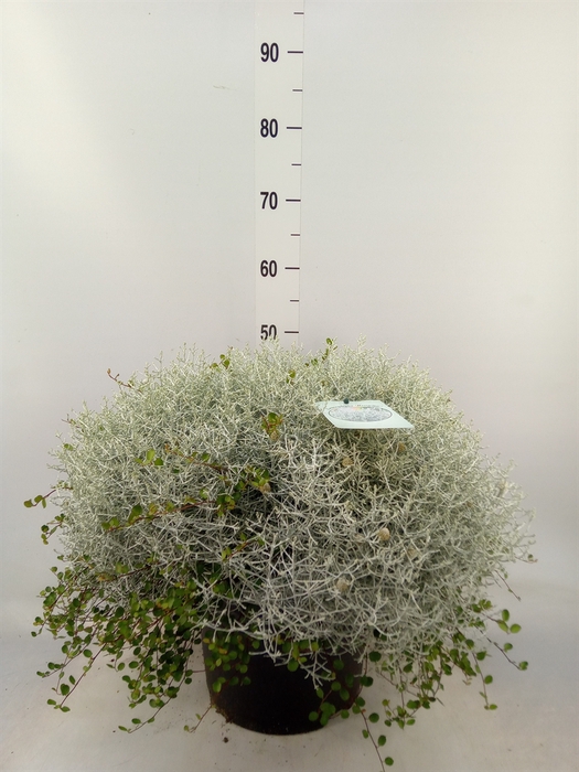 <h4>Leucophyta brownii 'Silvercalos'</h4>