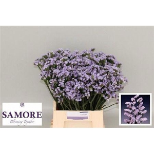 Limonium Donau Birds