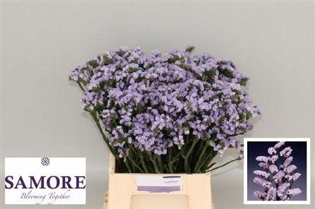 <h4>Limonium Donau Birds</h4>