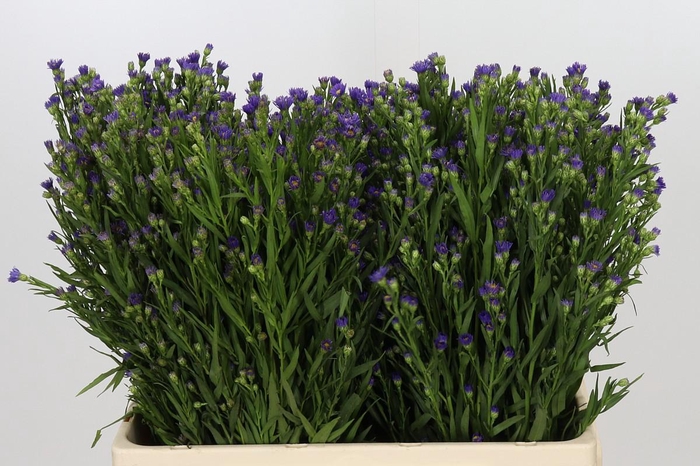 <h4>Aster Casamare</h4>