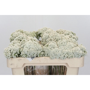 Ozothamnus Booming White