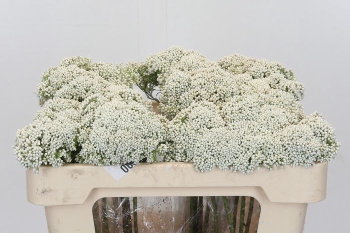 Ozothamnus Booming White