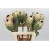 Protea Barbigera Ice Queen