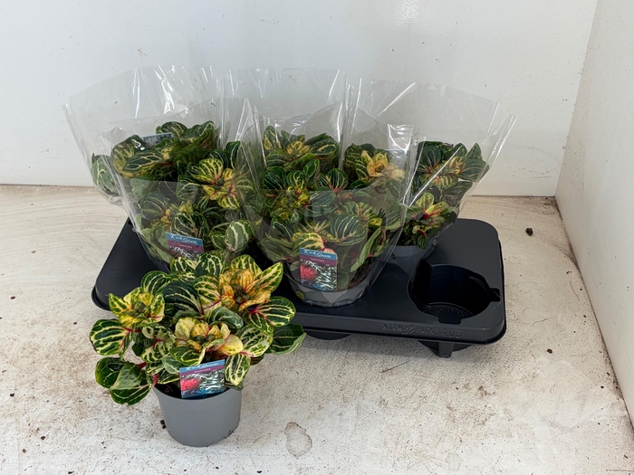 <h4>IRESINE R FUNNYGOLD</h4>