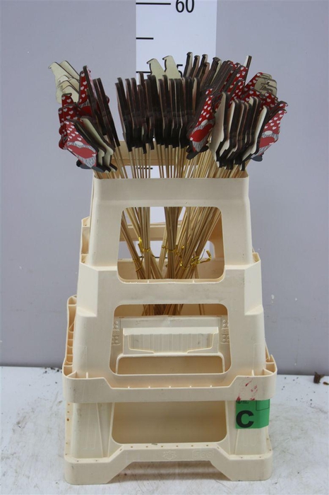 <h4>Kabouter Pure Love Op Stok</h4>