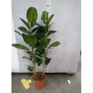 Ficus elastica 'Robusta'