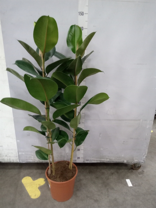 <h4>Ficus elastica 'Robusta'</h4>