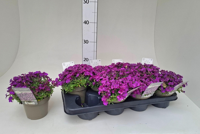 <h4>AUBR GRACILIS</h4>