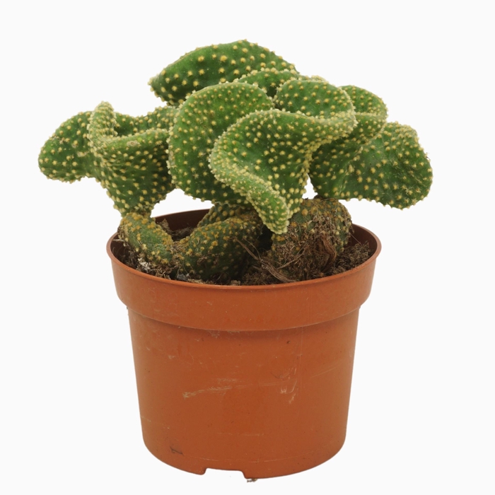 <h4>Opuntia microdasys</h4>