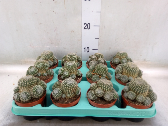 <h4>Succulents   ...</h4>