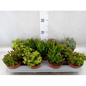 Crassula   ...mix