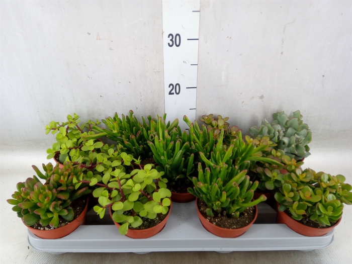 <h4>Crassula   ...mix</h4>